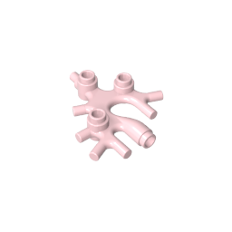 49577 | Plant Thallus / Seaweed / Coral